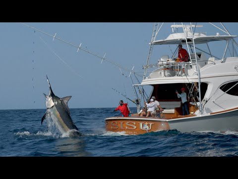 MONSTER Black Marlin Fishing in Panama