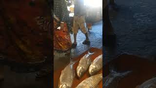 এই শিশু কে একটি মাছ দেয়ার পরে সে অনেক খুশি #fish #nativefish shots video