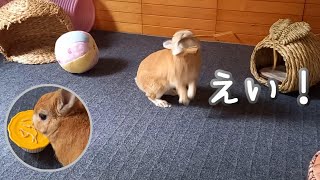 【うさぎカフェ】ハウスから抜き取った藁の棒で遊ぶのが好きです♪おやつはパパイヤでした