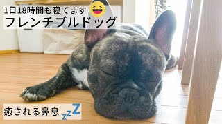 こんなに寝る⁈【フレンチブルドッグ】の1日　ASMR　犬の鼻息　いびき｜フレブルの可愛い寝顔