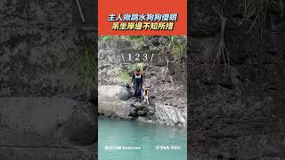 【#shorts 】主人揪跳水狗狗傻眼　呆坐岸邊不知所措