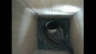 Black-capped Chickadee Predator Snake Display