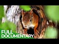 Days of Summer - Nature's Peak Performance | Free Documentary Nature