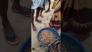 💢அரைகுட்டை கருக்காடி 🦐கூனி 800 மண்டபம் மீன் ஏலம்💥💥