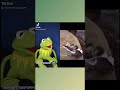 Kermit The Frog Reacts To Me And My Monkey TIKTOK !!