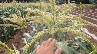 毎日畑一周　6月5日　トウモロコシの花粉がやばい　ヤングコーンとヒゲの天ぷら美味かったです