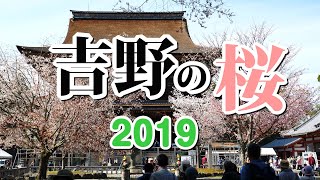 吉野の桜 2019