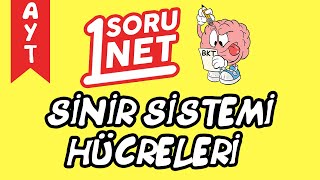 Sinir Sistemi Hücreleri/#sayfa11/9 / AYT Biyoloji