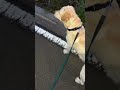 有識者の方教えてください... ラブラドール 保護犬