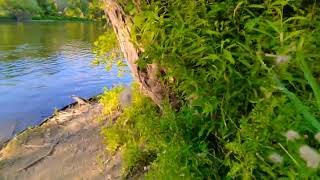 🇨🇦 Etobicoke Nature Lake | Humber River Walk