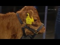 meet ella the world s smallest cow the late late show rtÉ one