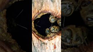 ചെറുതേനീച്ചയുടെ റാണി തേനീച്ച  || The queen bee of the Stingless bee || തേനീച്ച വളർത്തൽ || Beekeeping