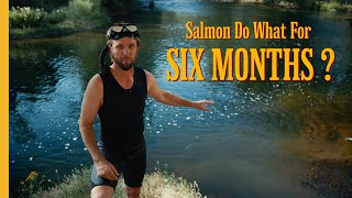 Have You Heard of Spring Run Chinook?