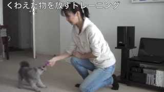 「出せ」「ちょうだい」の教え方｜How to Teach Your Dog to Let Go