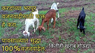 करडे/शेळ्या यांच्या तुरंत वजनवाढीसाठी उपाय व नियोजन#शेळीपालन @modernfarming298