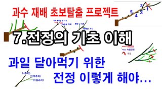 과수재배 초보탈출 프로젝트 7. 과수 전정의 기초이해.과일 달아먹기 위한 전정 이렇게 해야(전정 원리, 전정 방법, 전정 시기, 솎음전정,자름전정,가지유인 등 과수별 전정기초 이해