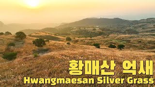 황매산 억새 드론영상 Hwangmaesan Silver Grass drone video