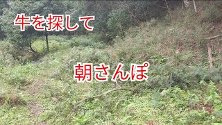 山地酪農　珠の牧　令和開拓記　朝さんぽ