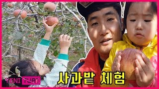 사과 따기 체험 | 예니레니 사과따기 | 얼음골 사과 농장... [ 예니튜브 YENI TUBE ]