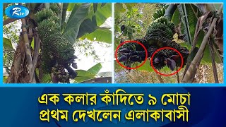 এক কলার কাঁদিতে ৯ মোচা, দেখতে উৎসুক জনতার ভিড় | Banana | Rtv News