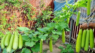 Vegetable Gardening - it Was Surprising With The Way To Grow Bottle Gourd At Home For Many Fruits