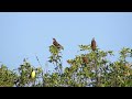 great kiskadee calling