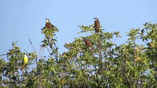 Great Kiskadee calling