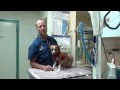 Tremors from Toxins in a Dog (Charley) Tremors from Toxins in a Dog (Charley)