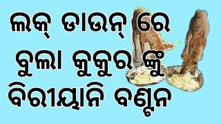 ଲକ୍ ଡାଉନ୍ ରେ ବୁଲା କୁକୁରଙ୍କୁ ବିରିୟାନୀ ବଣ୍ଟନ