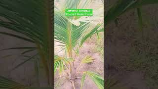 பசுமை பாரதம் தென்னை மாதிரி பண்ணை  | PASUMAI BHARATHAM AGRICULTURE SOLUTIONS  | COCONUT SEEDLINGS