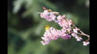 동박새, Warbling white-eye, 참새목 / 동박새과 / 동박새속, 동백꽃 꿀을 좋아하는 새