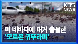 올해도 또…미 네바다에 대거 출몰한 ‘모르몬 귀뚜라미’ [잇슈 SNS] / KBS  2024.05.21.