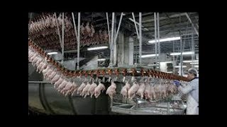 Amazing POULTRY PRODUCTION mega farms Processing modern yk world technology