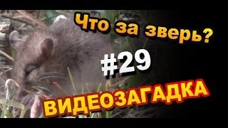 Видеозагадка #29 Назовите зверя?