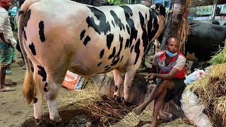 Giant Austral Pair of Dholaikhal Haat |  Exclusive 2021 Kurbani Eid | The Home of Goru Lovers