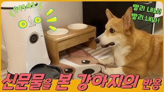 [웰시코기_착빠하] 신문물을 본 강아지반응/애견자동급식기/3단표정변화/급식기와사랑에빠졌어/밤새도록/펫스테이션