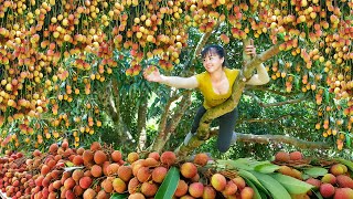 Harvesting Lychee Fruit & Chicken Eggs Fruit Goes To The Market Sell - Buiding Farm Life