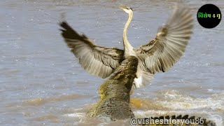 बेचारा मासूम बगुला crocodile के जबड़ों के बीच में बीच  फस गया | crocodile | wildlife | animals