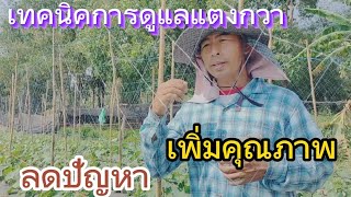 การปลูกแตงกวามีเทคนิคการดูแลที่สำคัญ | เกษตรสร้างรายได้ | เกษตรกล้วยๆ