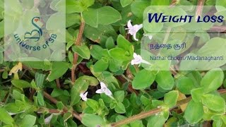 நத்தை சூரி விதை Nathai Choori/Madanaghanti #weight loss tips #ladies problem #Kidney stones