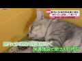 【多頭飼育崩壊】「飼えると誤解して増やす」 自治体が“緊急”譲渡会も