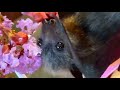 Baby flying-fox loves crepe myrtle blossom:  this is Hecate