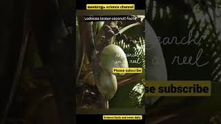 Incredible Facts About Lodoicea| sea coconut| coco de mer| double coconut! malayalam science videos