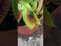 Insectivorous plants do not always successfully catch flies