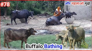 🐃 Village Buffalo Bathing | अब मैं उठने वाली नहीं 😍 | Renu Jeetu Vlogs