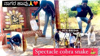 Just Rescued ನಾಗರ ಹಾವು cobra 🐍 #india #karanataka #bijapur #snake #umeshusg #viralvideo #fullvideo