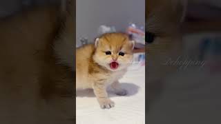 Kitten's Hissing: A Defensive Act #cat #kucing #kitten #meow #cute #pets #animals #猫#kucinglucu