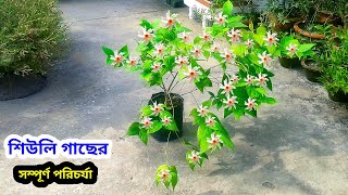 শিউলি গাছের গুটি কলম থেকে শুরু করে ফুল ফোটা পযন্ত সম্পূর্ণ পরিচর্যা 🌸