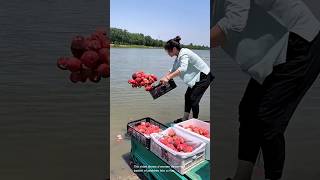 Frustrated woman dumps basket of peaches in water