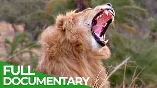 Serengeti - The Greatest Animal Migration in the World | Free Documentary Nature